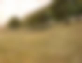 Domboldalon - Grassy slop with trees (preview)