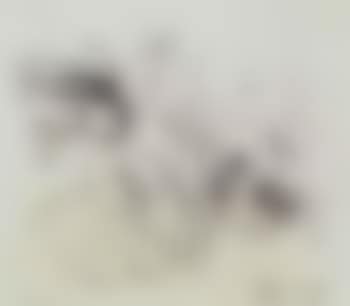 Summer wind (preview)