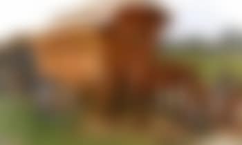 Gypsy girls resting by a wagon (preview)