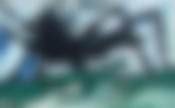 Spider (preview)