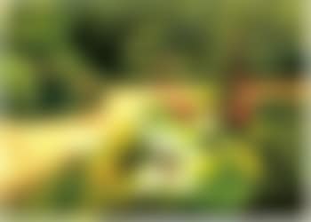 Le jardin fleuri (preview)