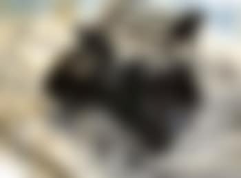 Taxi brousse (preview)