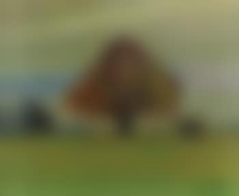 Landscape with a tree in autumn (preview)