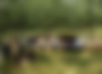 Animaux sous les pweupliers (preview)