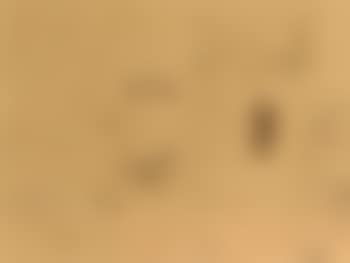Interior (preview)