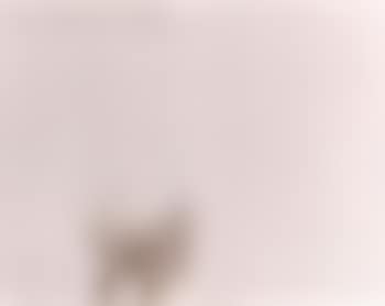 Project for the extraterrestrials No 8 (preview)
