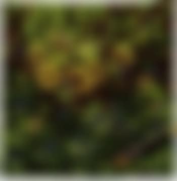 Sunflowers (preview)