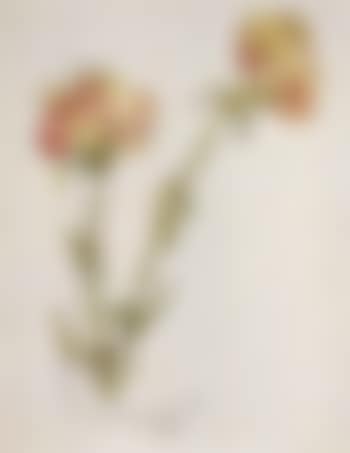 Carnations (preview)