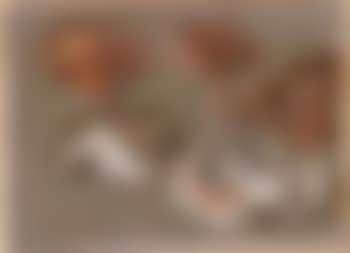 Studies of fungi (preview)