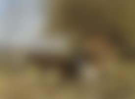 Resting on the side of the road (preview)
