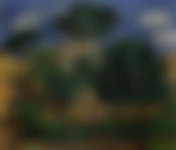 Houses surrounded by pine trees, Porto d'Ischia (preview)