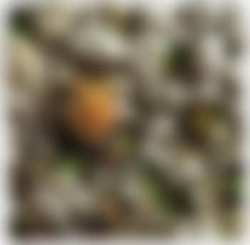 Strombus (preview)