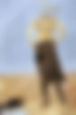 Figure (preview)