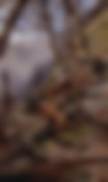 Glacier Park deer (preview)