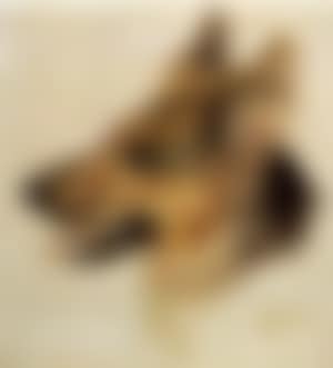 German sheepdog (preview)