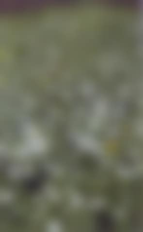 Meadow of flowers (preview)