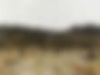 Paysage aux oliviers (preview)