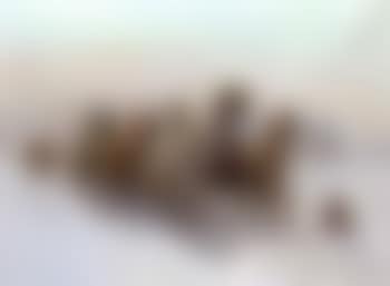 Team of horses pulling a cart with figures, dog running ahead (preview)