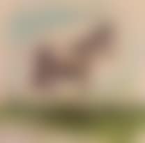 Idiot horse confidently awaiting the demise of the automobile (preview)