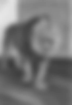 Lion (preview)