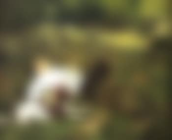 Jeune berger couche dans l'herbe en compagnie de son chien (preview)