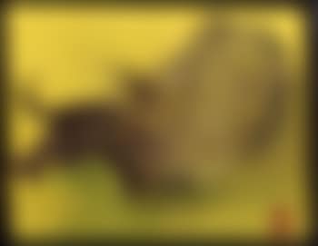 Black buffalo in green water (preview)