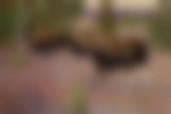 Saber rattling (preview)