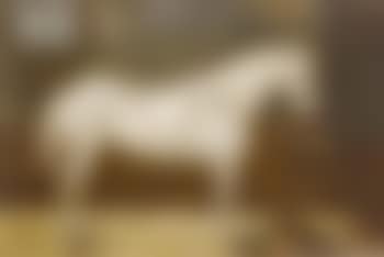 Portrait of the Queen's favourite horse, Kintore, in a loose box (preview)