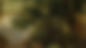 Landscape near a river (preview)