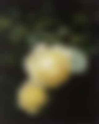Marechal Niel roses in flower (preview)