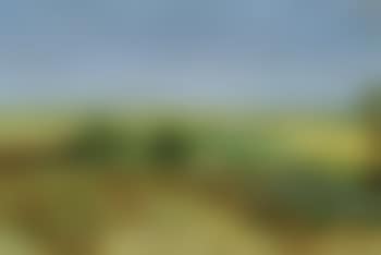 Field landscape (preview)