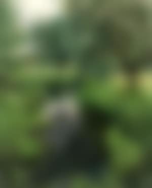 Trees and flowers by river (preview)