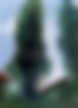 Summer landscape with large trees (preview)