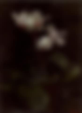 Cyclamen (preview)
