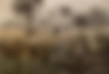 Foggy landscape (preview)