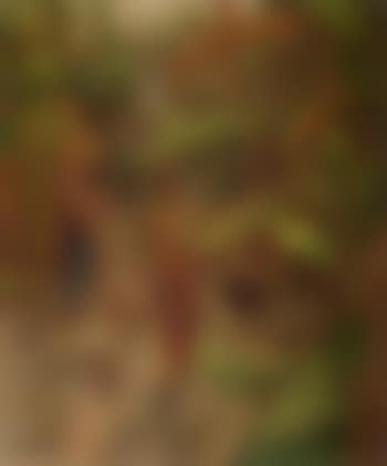 Women in the forest (preview)