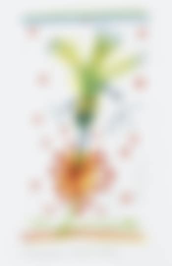 Honeyeater and grevillea (preview)