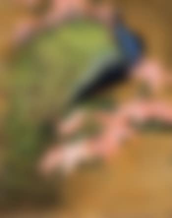 Blue peacock (preview)