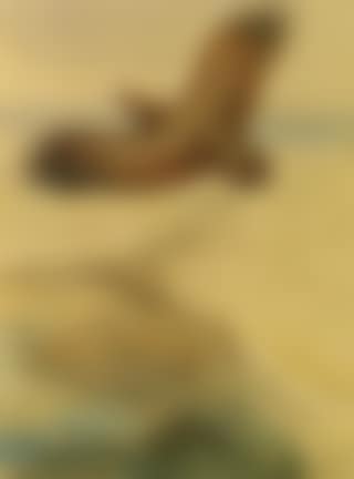 Eagle in flight (preview)