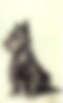 A Cairn terrier (preview)