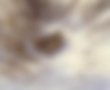 Woodcock (preview)
