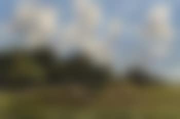 Cows in a field (preview)