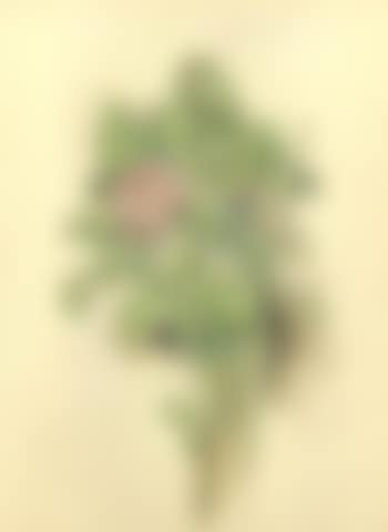 Rosier (preview)