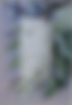 Barringtonia (preview)