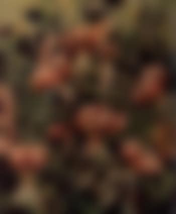 Still life of flowers (preview)