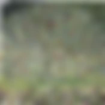 Apple tree I (preview)