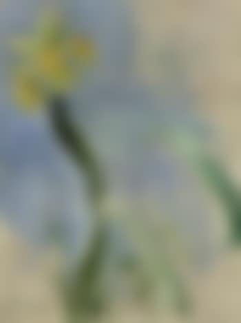 Iris jaune (preview)
