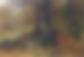 Autumn wood with hunter and dog on path by stream (preview)