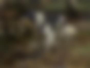 Sheep dog (preview)
