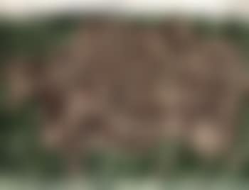 Vache a l'herbage (preview)